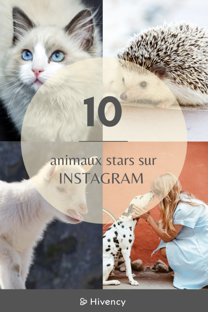 animaux_stars_instagram